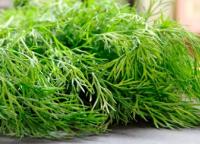 A gift from nature, dill: health benefits and harms